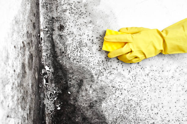 Best Black Mold Removal  in North Warren, PA