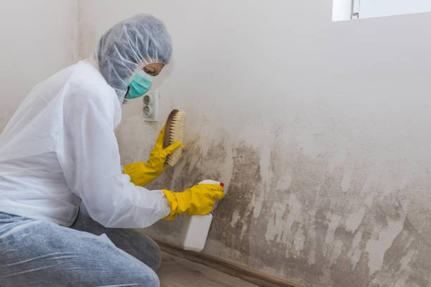 Best Commercial Mold Removal  in North Warren, PA