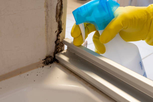 Professional Mold Removal in North Warren, PA