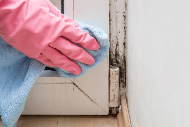 Best Mold Testing  in North Warren, PA